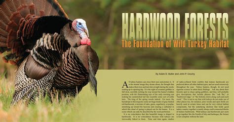 Mdwfp Hardwood Forests The Foundation Of Wild Turkey Habitat