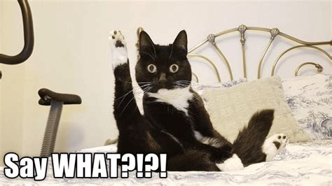 Surprised Kitty Lolcats Lol Cat Memes Funny Cats Funny Cat