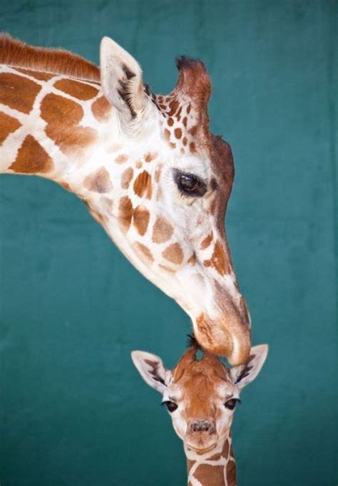 Baby Giraffe Cute Animals Cute Baby Animals Animals