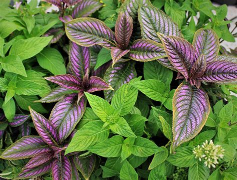 Persian Shield Guide How To Grow And Care For Strobilanthes Dyerianus
