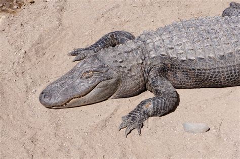 Florida woman fights to keep pet alligator 'Rambo' at home | National ...