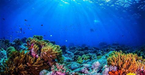 How To Create A Healthy Coral Reef Ecosystem — Get It To Sing Global