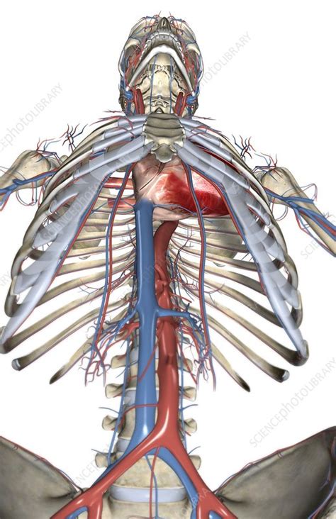 What are the 5 major blood vessels? The blood vessels of the upper body - Stock Image - C008 ...