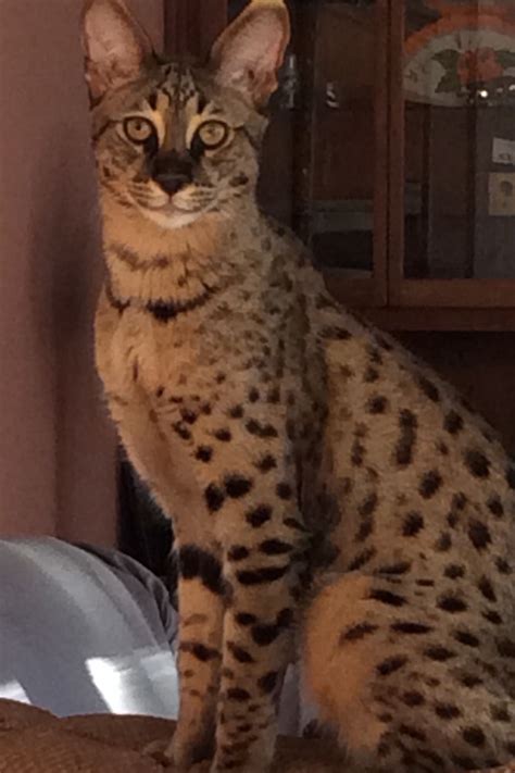 African Serval Savannah Cat For Sale - Pets Lovers