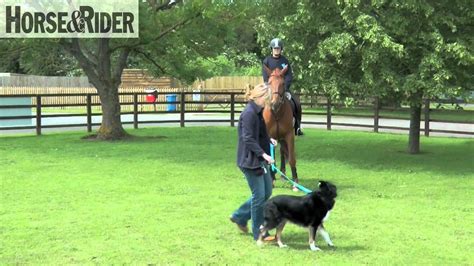 Introducing A Horse To A Dog Horseandrider Uk Youtube