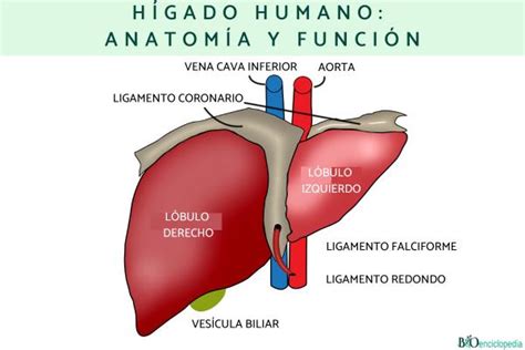 Hígado Humano Anatomía Y Función Resumen Para Estudiar