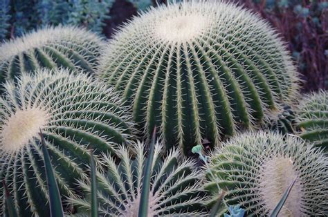 My cactus oscar worthy if you ask me. Cactus | Weird round cacti, look like cells or something ...