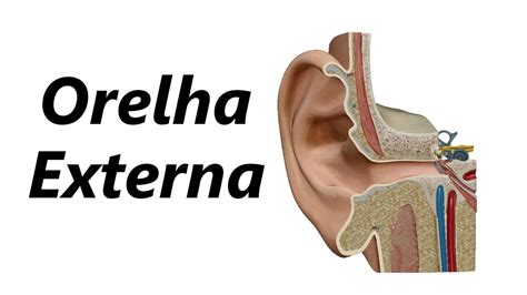 Anatomia Da Orelha Externa Em 3d Youtube