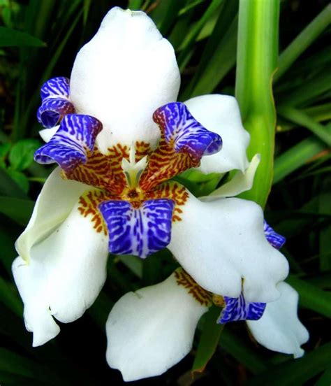Yellow walking iris live plant water garden bog border trimezia steyermarkii starter size 4 inch pot emerald tm. Growing Neomarica Walking Iris Plants in 2020 | Walking ...