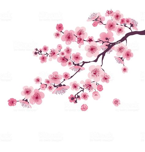 29 Cherry Blossom Branch Drawing Mirandaummul