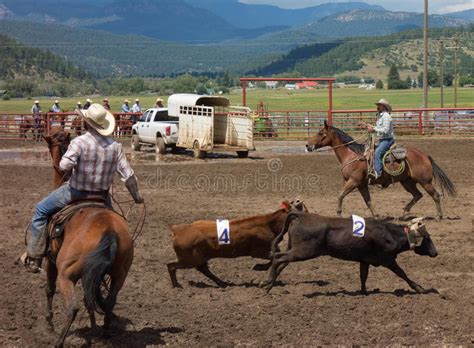 Ranchers Competing At A Rodeo In Colorado Editorial Photo Image Of