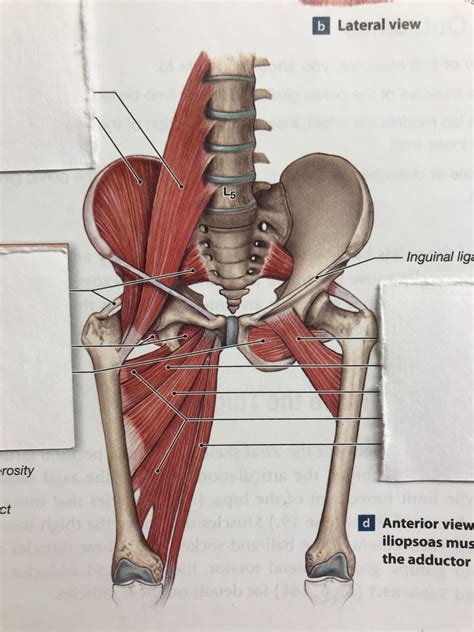 Muscles Of The Pelvic Girdle And Lower Limb Diagram Quizlet