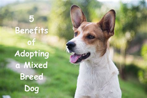 5 Benefits Of Adopting A Mixed Breed Dog Dog Adoptdontshop Dogs