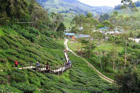 Many of us, malaysians, grew up drinking teh tarik (milk tea) and this is where our aromatic tea drinks come from. BOH Tea Centre Sungai Palas, Cameron Highlands | Malaysian ...