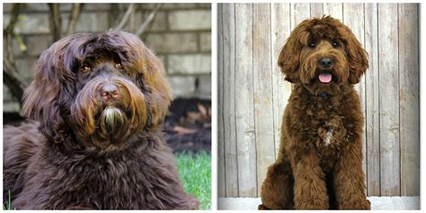 The australian labradoodle is a mixed dog breed. Australian Labradoodle Puppies Oregon | Spring Creek ...