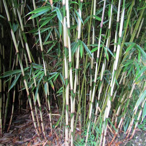 Fargesia Robusta Green Panda ø 20 Cm Small Bamboo Acquista Online