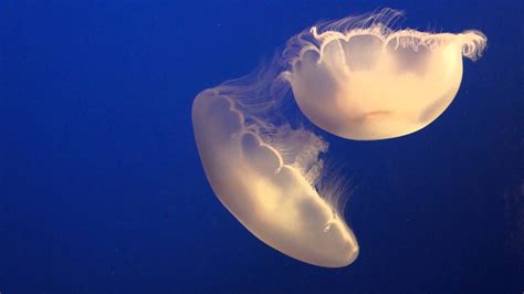 Amazing Jellyfish Hd Youtube