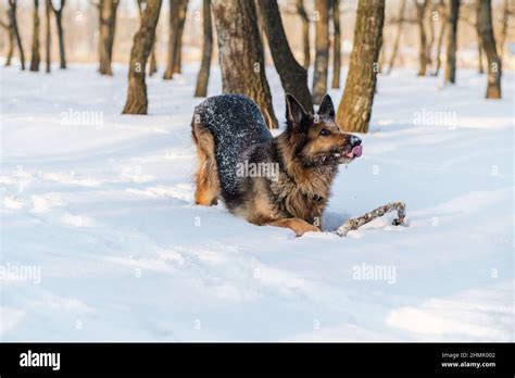 German Shepherd Playing In The Snow Stock Photo Alamy