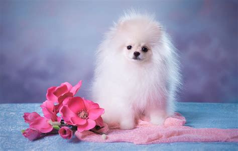 1920 x 1080 jpeg 120 кб. Fluffy Puppies Wallpapers - Wallpaper Cave