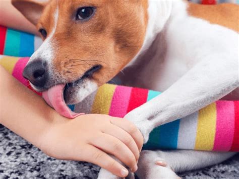 Why Do Dogs Lick A Sore