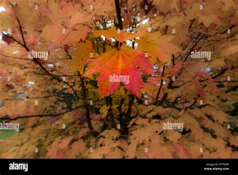 Lifestyle Maple Leaf Hi Res Stock Photography And Images Alamy