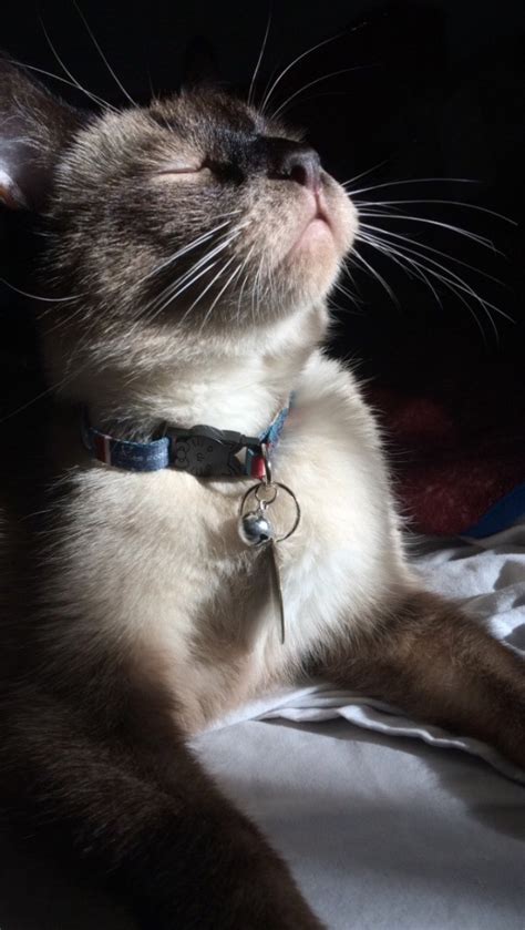 What Is My Siamese Cat Mixed With British Shorthair