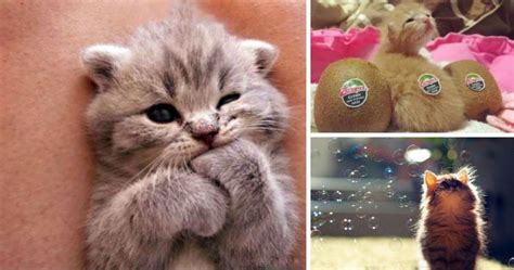 15 of the cutest kittens in the entire world