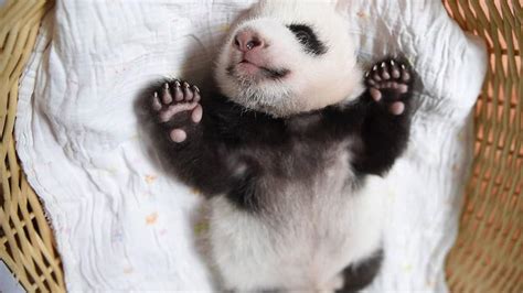 You Have Got To See These Baby Pandas Sleeping In Baskets Right Now