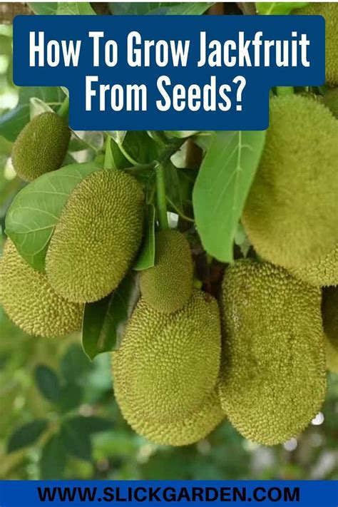 How To Grow Jackfruit From Seeds Artofit