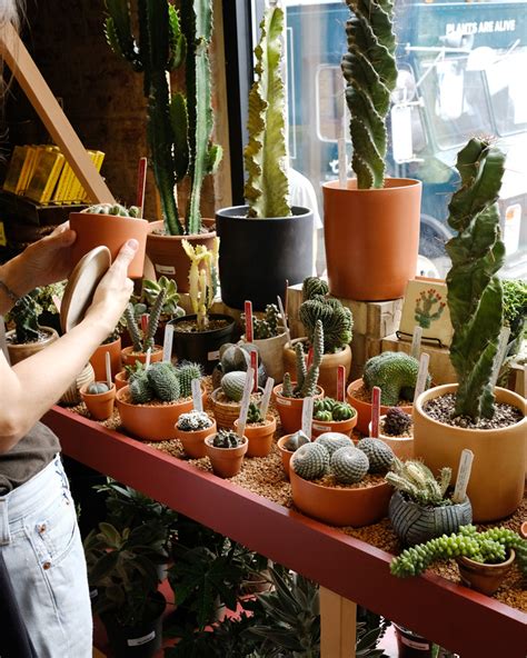 Tula Opens A Plant Oasis Dedicated To Cacti And Succulents In New York