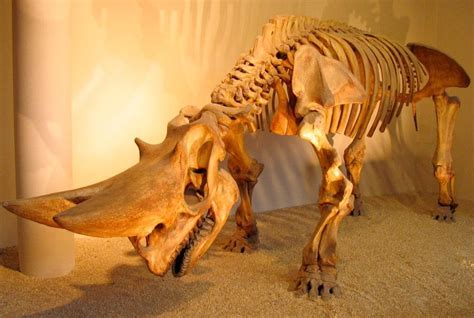 Arsinoitherium A Large Mammal From The Eocene And Oligocene Of Africa