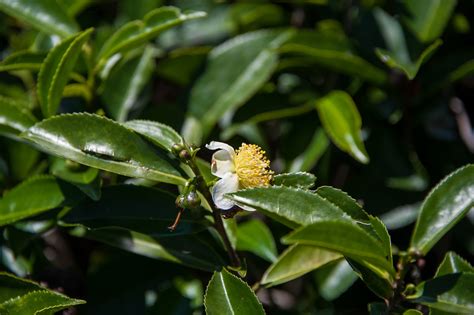 Green Tea Camellia Sinensis Sow Exotic