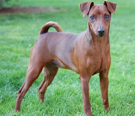 Razze, indole, prezzi e consigli utili per cura e gestione per ogni taglia esistono cani perfetti per essere impiegati per la compagnia. Cane pincher - Cani Taglia Mini - Caratteristiche del cane ...