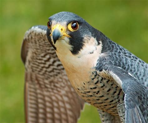 The peregrine falcon (falco peregrinus), also known as the peregrine, and historically as the duck hawk in north america, is a widespread bird of prey (raptor) in the family falconidae. Peregrine Falcons - Hacked On | Tallahassee.com Community Blogs