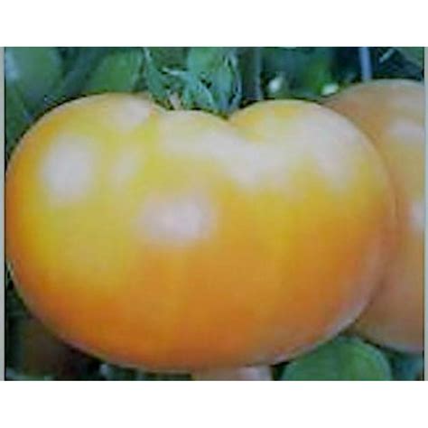 Tomato Carolina Gold Hybrid Seeds