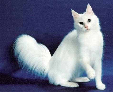Turkish Angora Cats Information Facts And Pictures All Wildlife Photographs