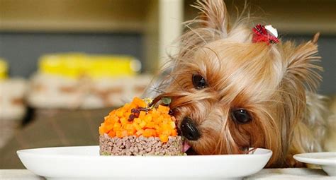 Basic facts to know about yorkie's nutrition. 16 Things All Yorkshire Terrier Owners Must Never Forget