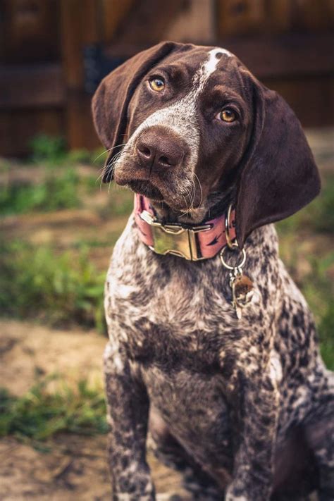 To furnish guidelines for breeders who wish to maintain the quality of their breed and to improve it; Piper | Gsp puppies, Pointer puppies, German shorthaired ...