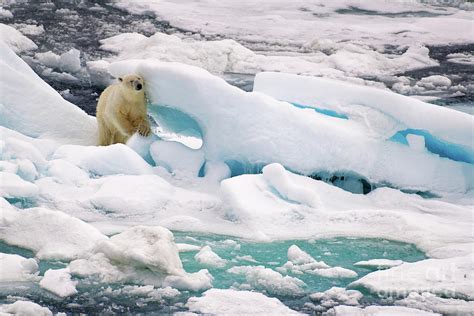 Polar Bear Standing On Iceberg Near Svalbard In Arctic Photograph By