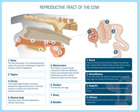 Reproduction Anatomy