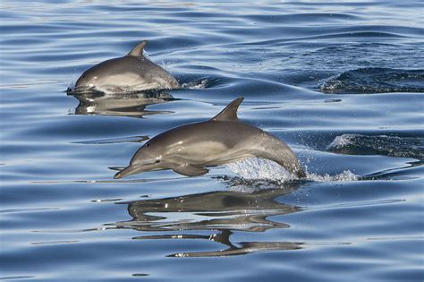 Longbeaked Common Dolphins Porpoising Photograph By Suzi Eszterhas Pixels
