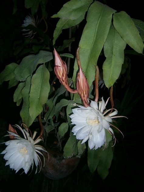 Gardens of the night 2008 stream in full hd online, with english subtitle, free to play. Epiphyllum oxypetalum (Queen of the Night) | World of ...