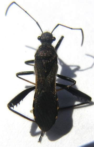 Broad Headed Bug Alydus Eurinus Bugguidenet