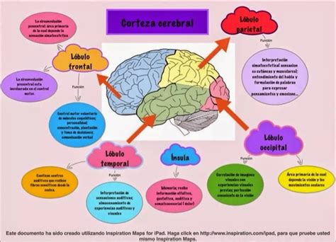 Mapa Conceptual Corteza Cerebral Studocu Images