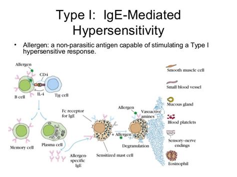 Hypersensitivity Reaction Pathology Microbiology Immunity