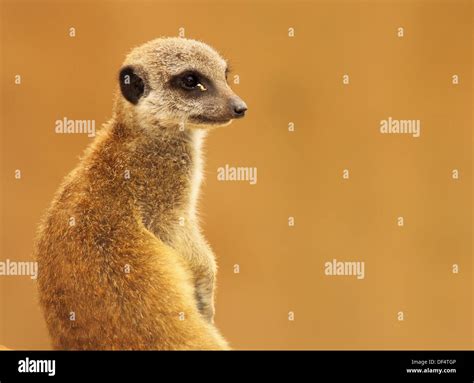 A Portrait Of A Meerkat Looking Away Stock Photo Alamy