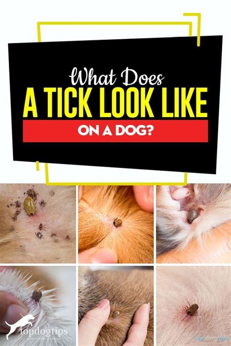 What Does A Tick Look Like On A Dog Top Dog Tips