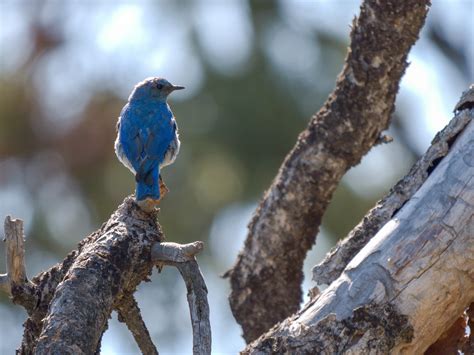The State Bird Of Idaho The Mountain Bluebird Seen At Craters Of The