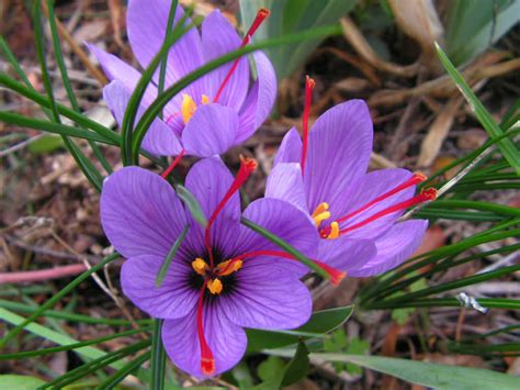 Growing And Harvesting A Saffron Crocus Crocus Sativus World Of