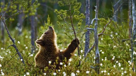 Eurasian Brown Bear Cub In The Taiga Forest Finland © Jules Cox